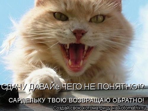 СДАЧУ ДАВАЙё ЧЕГО НЕ ПОНЯТНО!? САРДЕЛЬКУ ТВОЮ ВОЗВРАЩАЮ ОБРАТНО!... Котоматрица: СДАЧУ ДАВАЙё ЧЕГО НЕ ПОНЯТНО!? САРДЕЛЬКУ ТВОЮ ВОЗВРАЩАЮ ОБРАТНО!