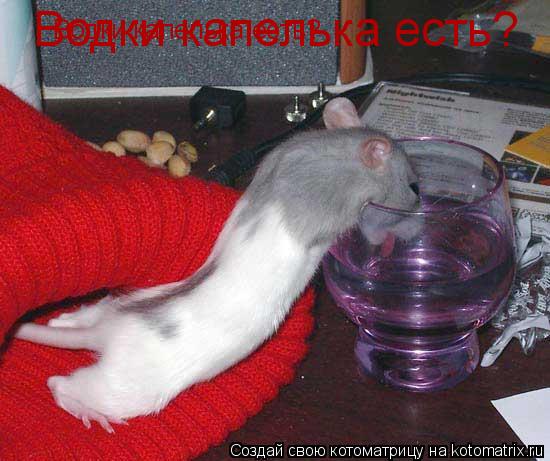 Водки капелька есть? Водки капелька есть?... Котоматрица: Водки капелька есть? Водки капелька есть?