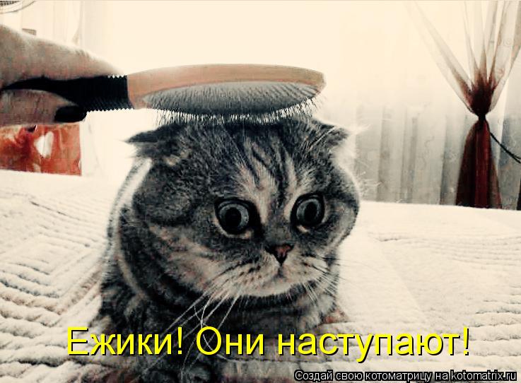Ежики! Они наступают!... Котоматрица: Ежики! Они наступают!