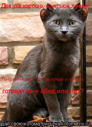 Два уха хорошо, а четыре лучше! Два уха хорошо, а четыре лучше! По крайней мере, что бы лучше услышат... Котоматрица: Два уха хорошо, а четыре лучше! Два уха хорошо, а четыре лучше! По крайней мере, что бы лучше услышать готовят мне обед,или нет?
