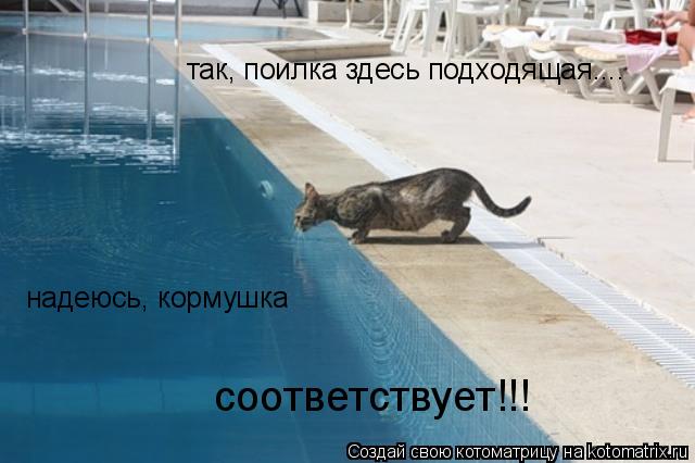 так, поилка здесь подходящая.... надеюсь, кормушка соответствует!!!... Котоматрица: так, поилка здесь подходящая.... надеюсь, кормушка соответствует!!!