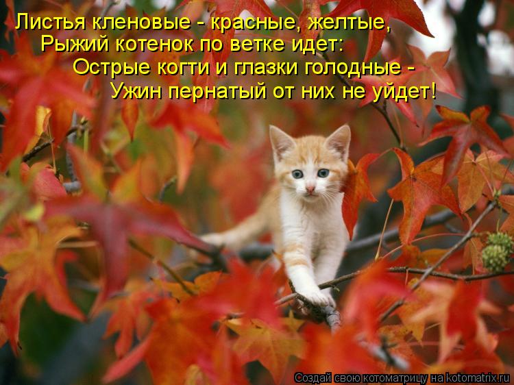 Листья кленовые - красные, желтые, Рыжий котенок по ветке идет: Острые когти и глазки голодные - Ужи... Котоматрица: Листья кленовые - красные, желтые, Рыжий котенок по ветке идет: Острые когти и глазки голодные - Ужин пернатый от них не уйдет!