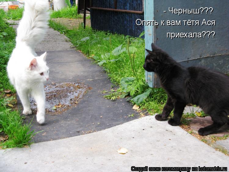 - Черныш??? Опять к вам тётя Ася приехала???... Котоматрица: - Черныш??? Опять к вам тётя Ася приехала???