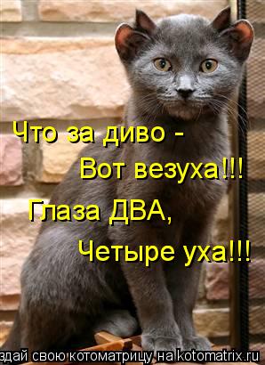 Что за диво - Вот везуха!!! Глаза ДВА, Четыре уха!!! Четыре уха!!!... Котоматрица: Что за диво - Вот везуха!!! Глаза ДВА, Четыре уха!!! Четыре уха!!!