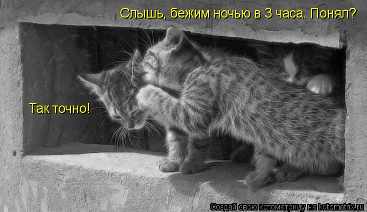 Слышь, бежим ночью в 3 часа. Понял? Так точно!... Котоматрица: Слышь, бежим ночью в 3 часа. Понял? Так точно!
