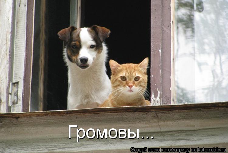 Громовы...... Котоматрица: Громовы...