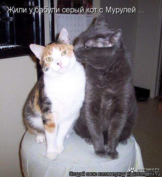 Жили у бабули серый кот с Мурулей ...... Котоматрица: Жили у бабули серый кот с Мурулей ...