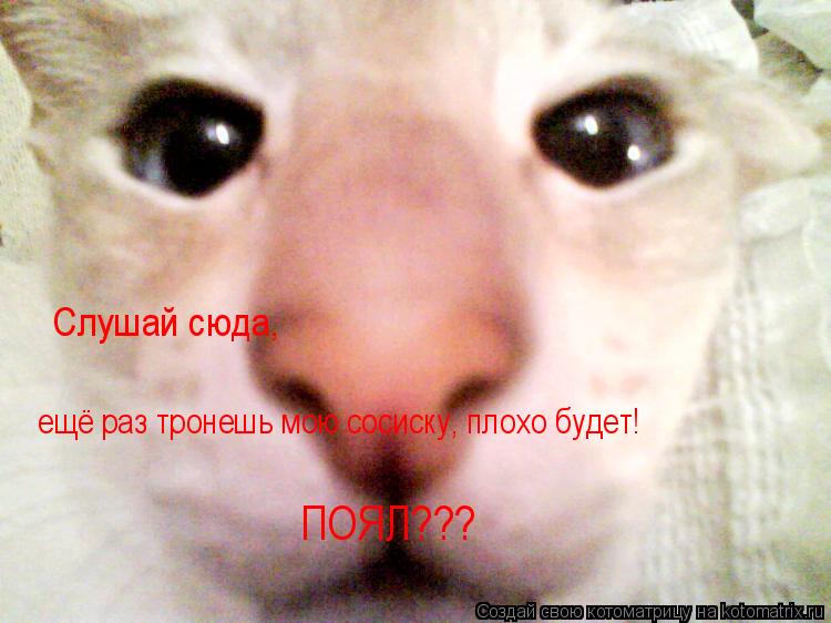 Слушай сюда, ещё раз тронешь мою сосиску, плохо будет! ПОЯЛ???... Котоматрица: Слушай сюда, ещё раз тронешь мою сосиску, плохо будет! ПОЯЛ???