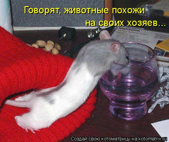 Говорят, животные похожи на своих хозяев...... Котоматрица: Говорят, животные похожи на своих хозяев...
