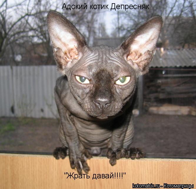Адский котик Депресняк "Жрать давай!!!!"... Котоматрица: Адский котик Депресняк "Жрать давай!!!!"