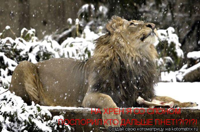 НА ХРЕН Я СО СЛОНОМ ПОСПОРИЛ КТО ДАЛЬШЕ ПНЕТ!?!?!?!... Котоматрица: НА ХРЕН Я СО СЛОНОМ ПОСПОРИЛ КТО ДАЛЬШЕ ПНЕТ!?!?!?!