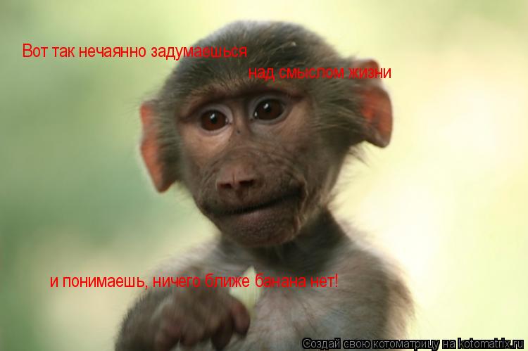 Вот так нечаянно задумаешься над смыслом жизни и понимаешь, ничего ближе банана нет!... Котоматрица: Вот так нечаянно задумаешься над смыслом жизни и понимаешь, ничего ближе банана нет!