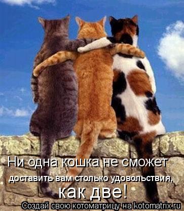 доставить вам столько удовольствия, как две! Ни одна кошка не сможет... Котоматрица: доставить вам столько удовольствия, как две! Ни одна кошка не сможет
