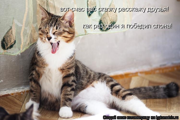 вот счас вас сказку расскажу друзья! как раз один я победил слона!... Котоматрица: вот счас вас сказку расскажу друзья! как раз один я победил слона!