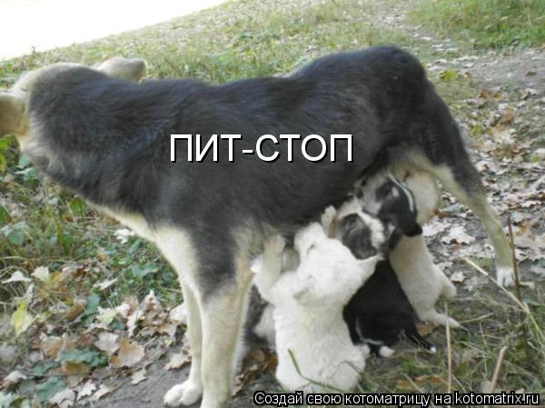 ПИТ-СТОП... Котоматрица: ПИТ-СТОП
