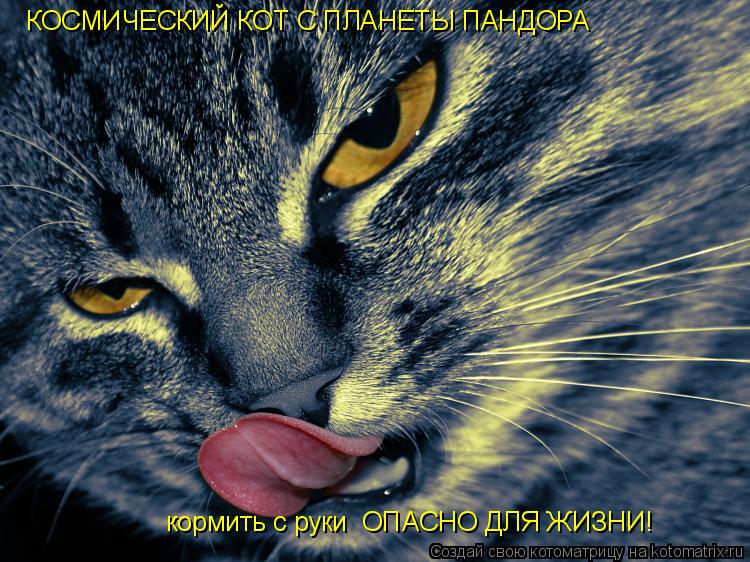 кормить с руки ОПАСНО ДЛЯ ЖИЗНИ! КОСМИЧЕСКИЙ КОТ С ПЛАНЕТЫ ПАНДОРА... Котоматрица: кормить с руки ОПАСНО ДЛЯ ЖИЗНИ! КОСМИЧЕСКИЙ КОТ С ПЛАНЕТЫ ПАНДОРА