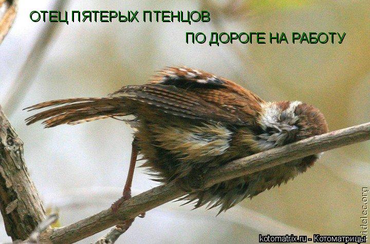 ОТЕЦ ПЯТЕРЫХ ПТЕНЦОВ ПО ДОРОГЕ НА РАБОТУ... Котоматрица: ОТЕЦ ПЯТЕРЫХ ПТЕНЦОВ ПО ДОРОГЕ НА РАБОТУ