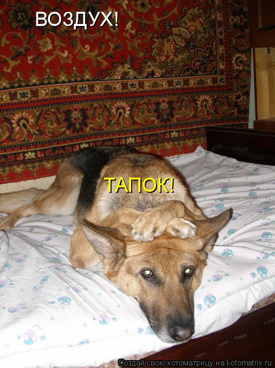 ВОЗДУХ! ТАПОК!... Котоматрица: ВОЗДУХ! ТАПОК!