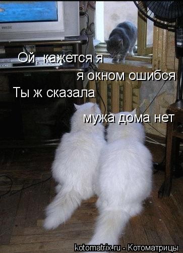 Ой, кажется я я окном ошибся Ты ж сказала мужа дома нет... Котоматрица: Ой, кажется я я окном ошибся Ты ж сказала мужа дома нет