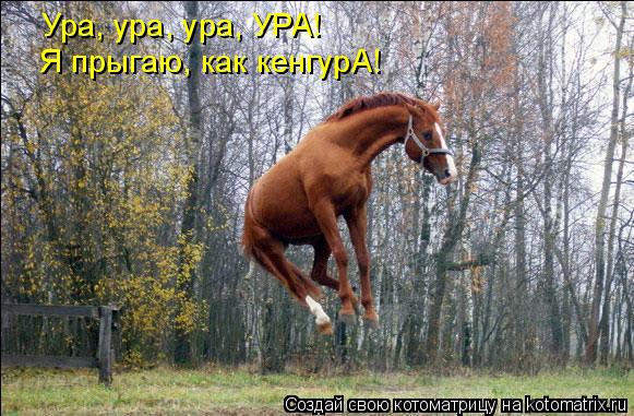 Ура, ура, ура, УРА! Я прыгаю, как кенгурА!... Котоматрица: Ура, ура, ура, УРА! Я прыгаю, как кенгурА!