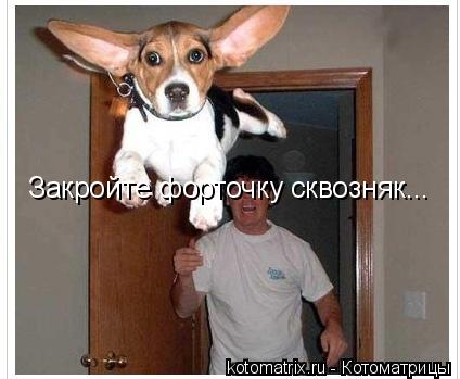 Закройте форточку сквозняк...... Котоматрица: Закройте форточку сквозняк...