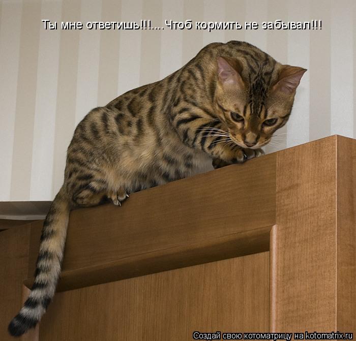 Ты мне ответишь!!!....Чтоб кормить не забывал!!!... Котоматрица: Ты мне ответишь!!!....Чтоб кормить не забывал!!!