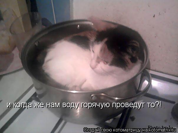 и когда же нам воду горячую проведут то?!... Котоматрица: и когда же нам воду горячую проведут то?!