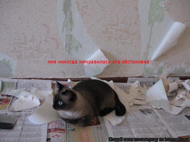 мне никогда нинравилась эта обстановка... Котоматрица: мне никогда нинравилась эта обстановка