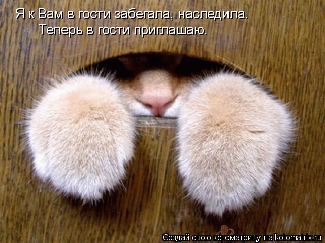 Я к Вам в гости забегала, наследила. Теперь в гости приглашаю.... Котоматрица: Я к Вам в гости забегала, наследила. Теперь в гости приглашаю.