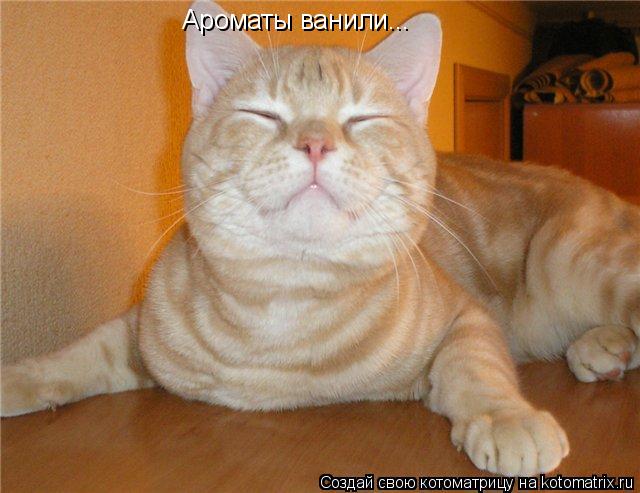 Ароматы ванили...... Котоматрица: Ароматы ванили...