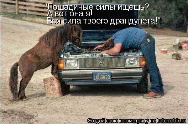 "Лошадиные силы ищешь? А вот она я! Вся сила твоего драндулета!"... Котоматрица: "Лошадиные силы ищешь? А вот она я! Вся сила твоего драндулета!"
