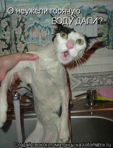О неужели горячую ВОДУ ДАЛИ?... Котоматрица: О неужели горячую ВОДУ ДАЛИ?