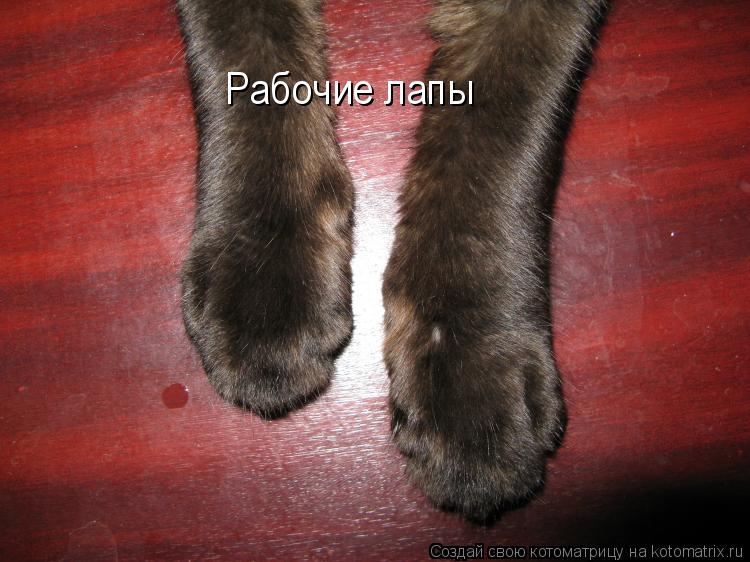 Рабочие лапы... Котоматрица: Рабочие лапы