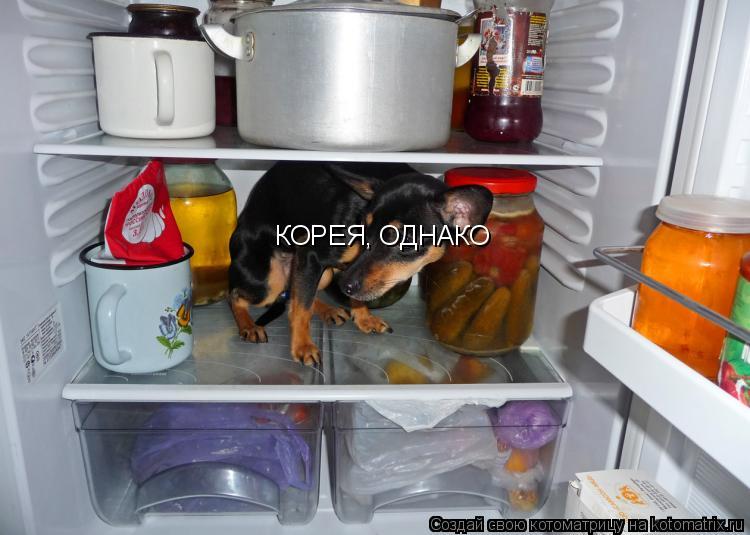 КОРЕЯ, ОДНАКО... Котоматрица: КОРЕЯ, ОДНАКО