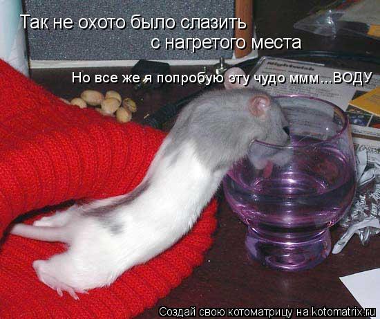 Так не охото было слазить с нагретого места Но все же я попробую эту чудо ммм...ВОДУ... Котоматрица: Так не охото было слазить с нагретого места Но все же я попробую эту чудо ммм...ВОДУ