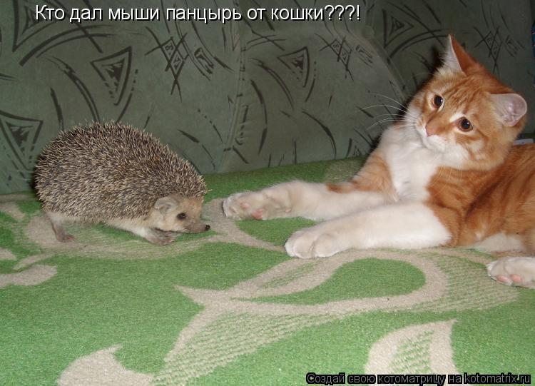 Кто дал мыши панцырь от кошки???!... Котоматрица: Кто дал мыши панцырь от кошки???!