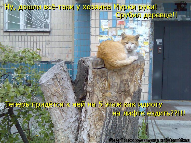 Котоматрица: Ну, дошли всё-таки у хозяина Мурки руки! Срубил деревце!!  Теперь придётся к ней на 5 этаж как идиоту на лифте ездить??!!!