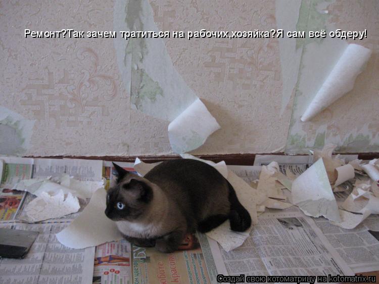Ремонт?Так зачем тратиться на рабочих,хозяйка?Я сам всё обдеру!... Котоматрица: Ремонт?Так зачем тратиться на рабочих,хозяйка?Я сам всё обдеру!