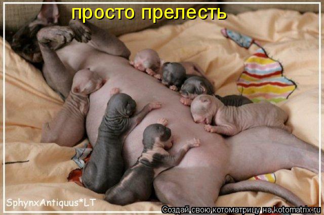 просто прелесть... Котоматрица: просто прелесть