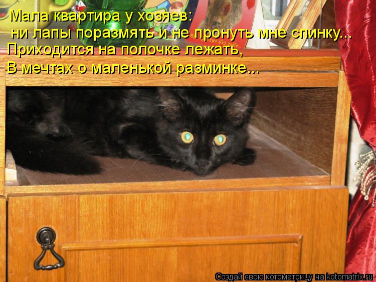 Мала квартира у хозяев: ни лапы поразмять и не пронуть мне спинку... Приходится на полочке лежать, В ... Котоматрица: Мала квартира у хозяев: ни лапы поразмять и не пронуть мне спинку... Приходится на полочке лежать, В мечтах о маленькой разминке...