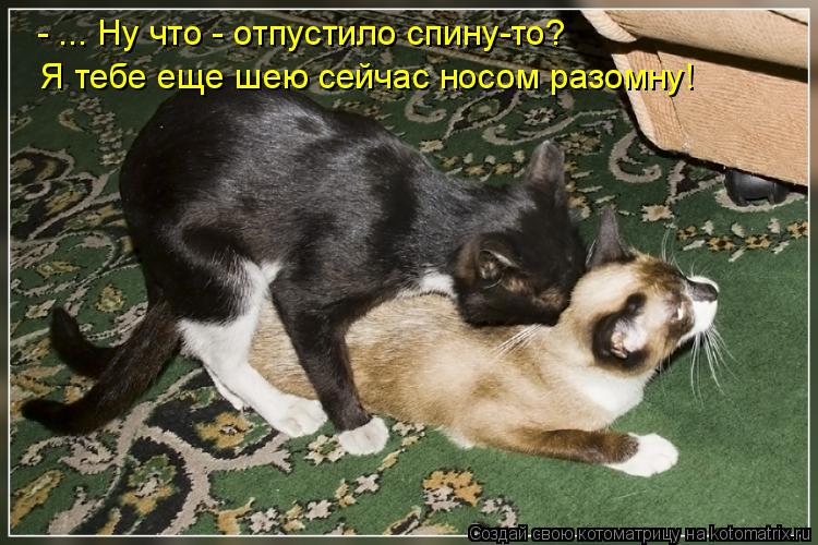 - ... Ну что - отпустило спину-то? Я тебе еще шею сейчас носом разомну!... Котоматрица: - ... Ну что - отпустило спину-то? Я тебе еще шею сейчас носом разомну!