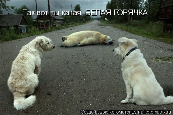 Так вот ты какая, БЕЛАЯ ГОРЯЧКА... Котоматрица: Так вот ты какая, БЕЛАЯ ГОРЯЧКА