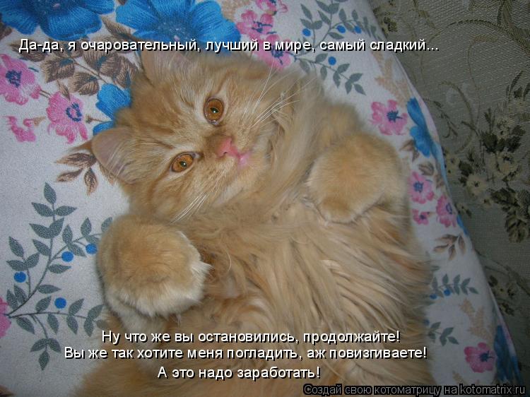 Да-да, я очаровательный, лучший в мире, самый сладкий... Ну что же вы остановились, продолжайте! Вы ж... Котоматрица: Да-да, я очаровательный, лучший в мире, самый сладкий... Ну что же вы остановились, продолжайте! Вы же так хотите меня погладить, аж повизгивае