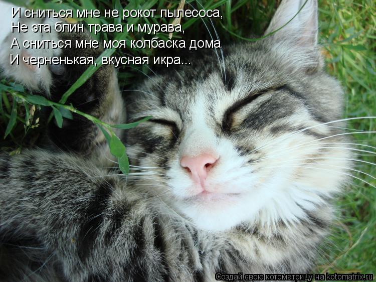И сниться мне не рокот пылесоса, Не эта блин трава и мурава, А сниться мне моя колбаска дома И чернен... Котоматрица: И сниться мне не рокот пылесоса, Не эта блин трава и мурава, А сниться мне моя колбаска дома И черненькая, вкусная икра...