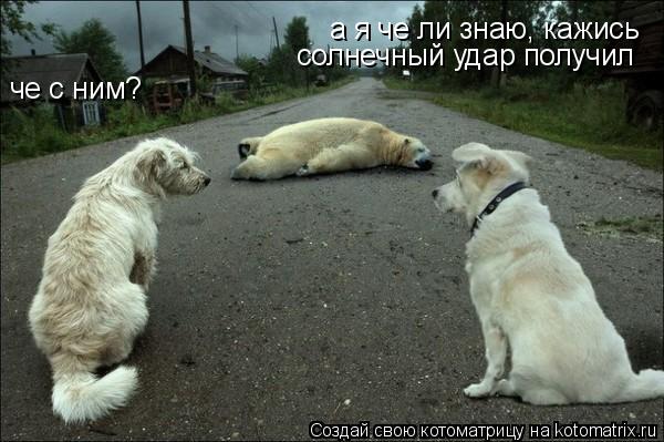 че с ним? а я че ли знаю, кажись солнечный удар получил... Котоматрица: че с ним? а я че ли знаю, кажись солнечный удар получил