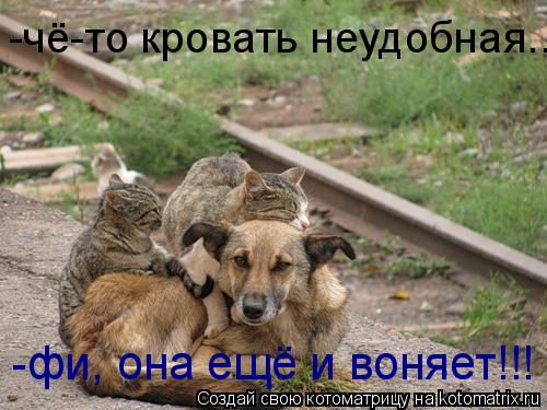 -фи, она ещё и воняет!!! -чё-то кровать неудобная...... Котоматрица: -фи, она ещё и воняет!!! -чё-то кровать неудобная...