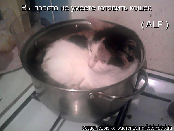 Вы просто не умеете готовить кошек ( ALF )... Котоматрица: Вы просто не умеете готовить кошек ( ALF )