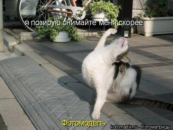Фотомодель я позирую снимайте меня скорее... Котоматрица: Фотомодель я позирую снимайте меня скорее