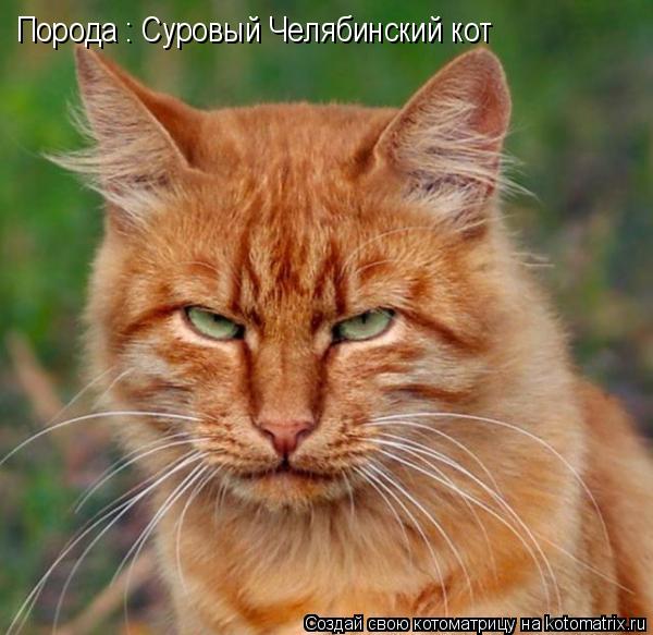 Порода : Суровый Челябинский кот... Котоматрица: Порода : Суровый Челябинский кот