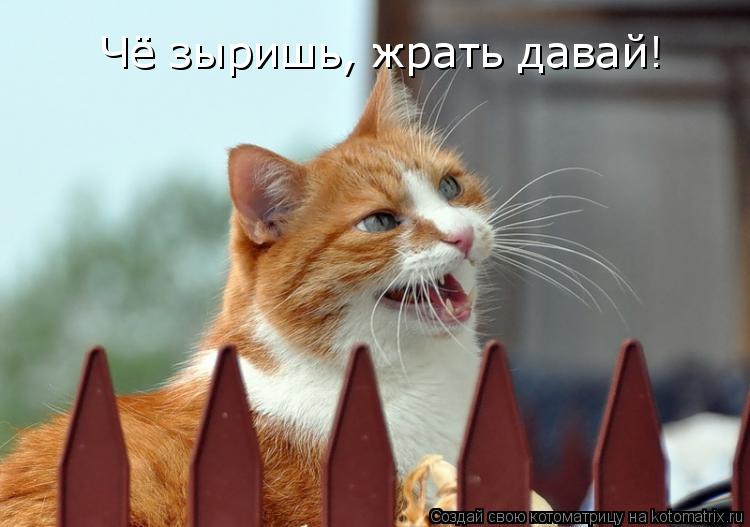 Чё зыришь, жрать давай!... Котоматрица: Чё зыришь, жрать давай!
